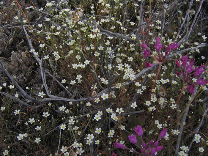 Detailed Picture 7 of Douglas' Sandwort