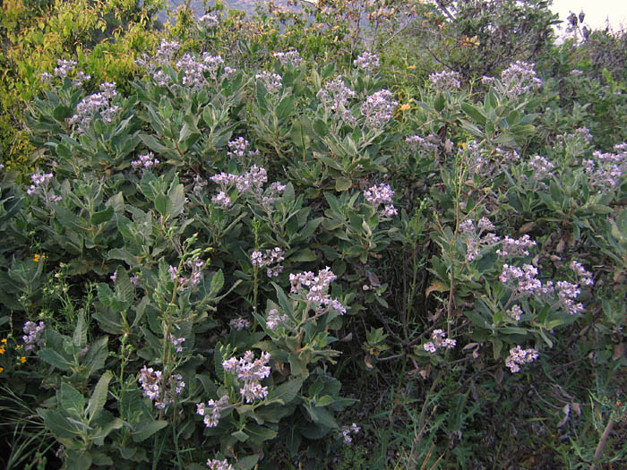 Detailed Picture 7 of Yerba Santa