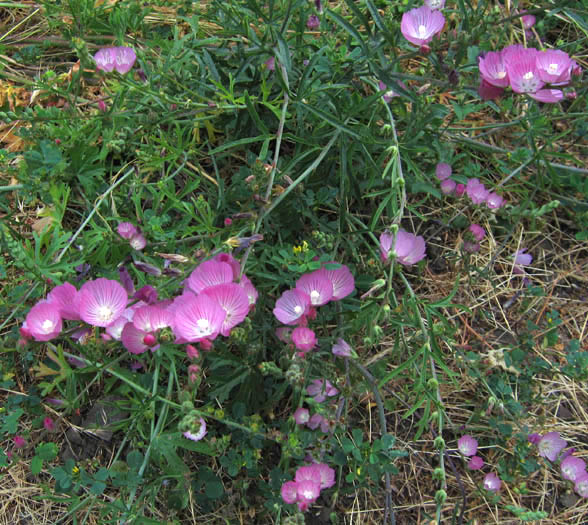Detailed Picture 4 of Checker Bloom