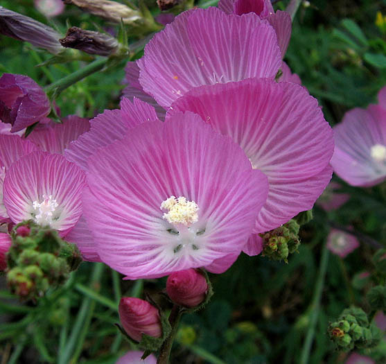 Detailed Picture 2 of Checker Bloom