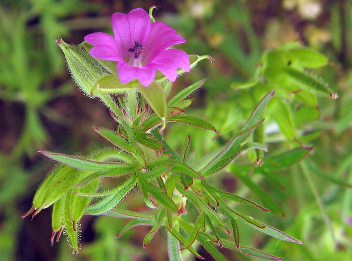 Detailed Picture 2 of Cutleaf Geranium