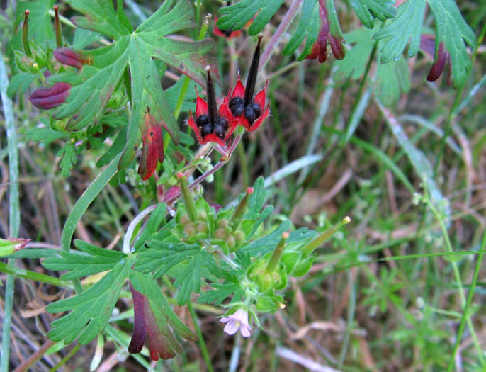 Detailed Picture 3 of Carolina Geranium