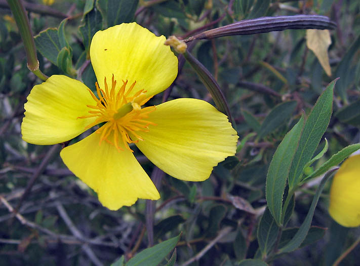 Detailed Picture 4 of Tree Poppy