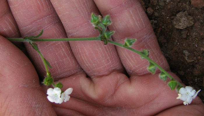 Detailed Picture 5 of Popcorn Flower