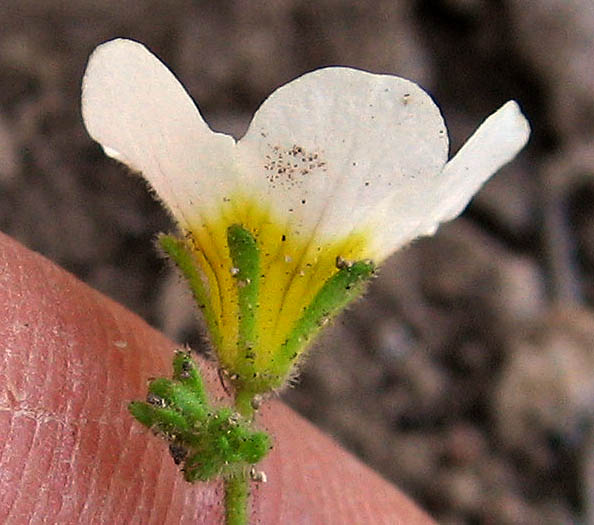Detailed Picture 2 of Yellow-throated Phacelia