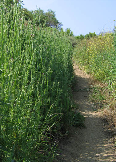 Detailed Picture 5 of Italian Thistle