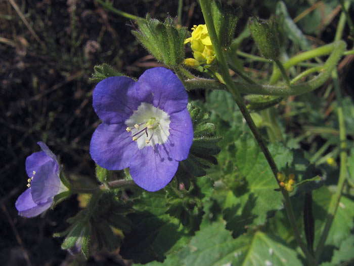 Detailed Picture 2 of Sticky Phacelia