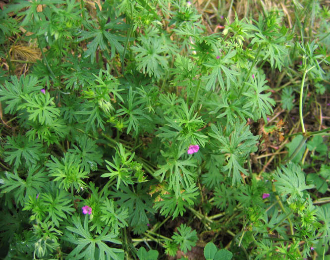 Detailed Picture 3 of Cutleaf Geranium