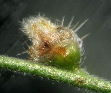 Detailed Picture 8 of Popcorn Flower