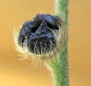 Detailed Picture 9 of Popcorn Flower