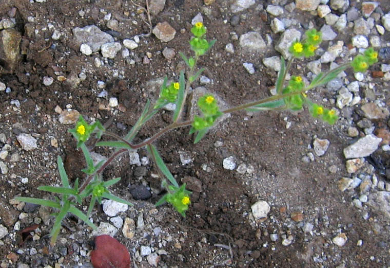 Detailed Picture 3 of Pygmy Madia