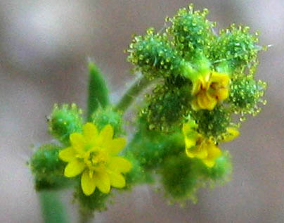 Detailed Picture 2 of Pygmy Madia