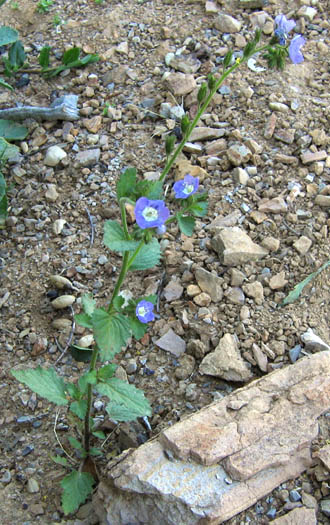 Detailed Picture 6 of Sticky Phacelia