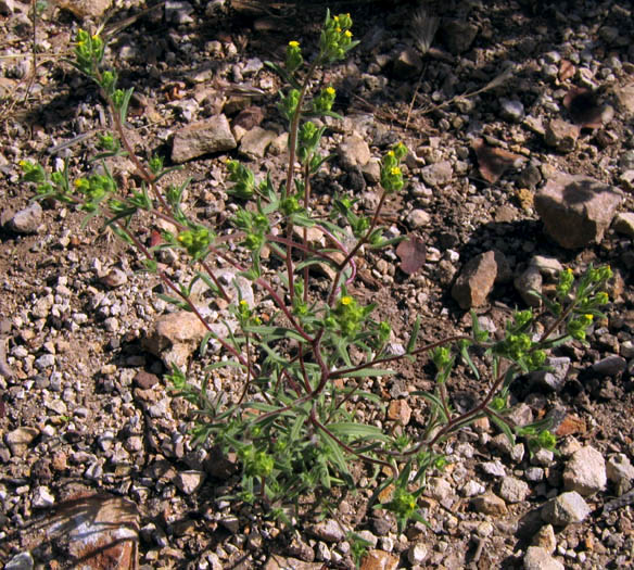Detailed Picture 4 of Pygmy Madia