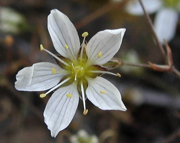 Detailed Picture 1 of Douglas' Sandwort