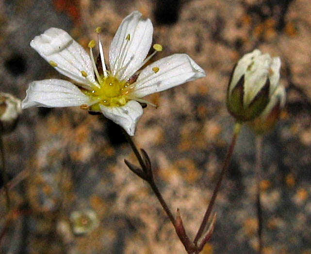 Detailed Picture 2 of Douglas' Sandwort
