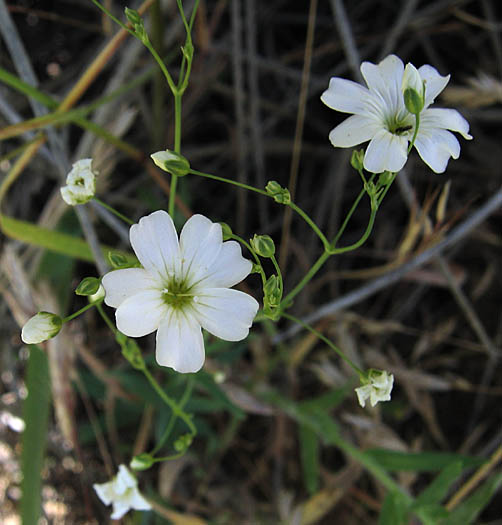 Detailed Picture 3 of Showy Baby's-breath