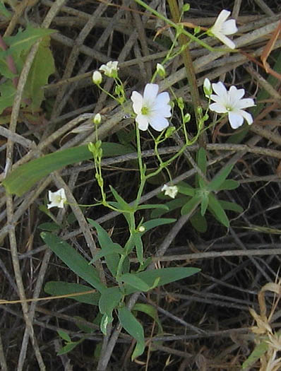 Detailed Picture 4 of Showy Baby's-breath