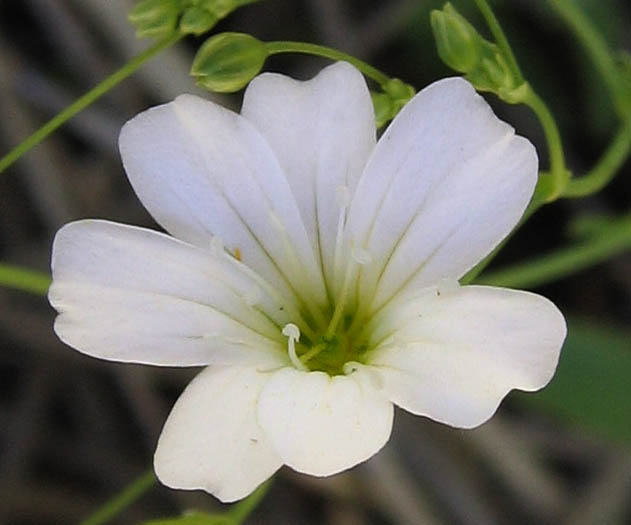 Detailed Picture 2 of Showy Baby's-breath
