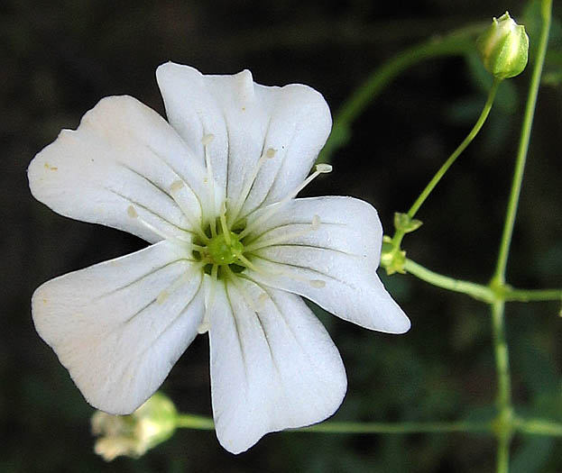 Detailed Picture 1 of Showy Baby's-breath