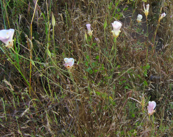 Detailed Picture 4 of Butterfly Mariposa Lily
