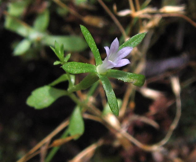 Detailed Picture 3 of Southern Blue-cup