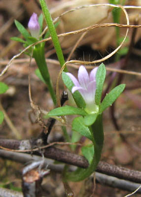 Detailed Picture 5 of Southern Blue-cup