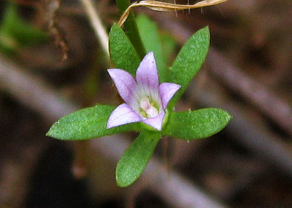 Detailed Picture 2 of Southern Blue-cup