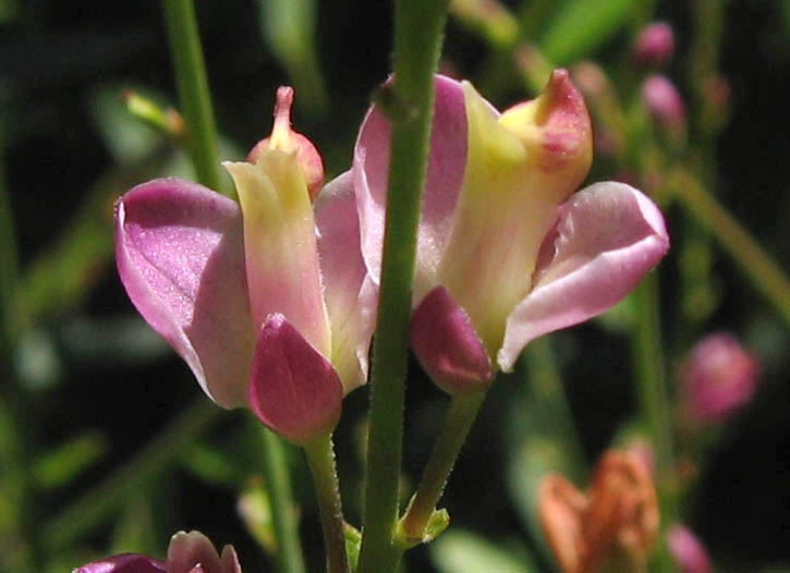 Detailed Picture 2 of Fish's Milkwort