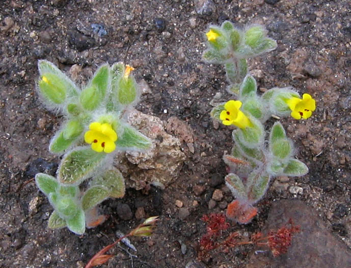 Detailed Picture 2 of Downy Monkey Flower