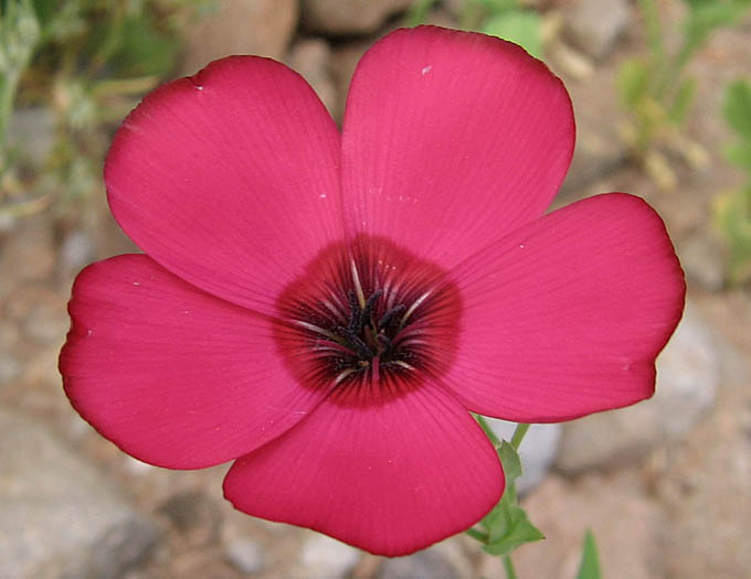 Detailed Picture 1 of Flowering Flax