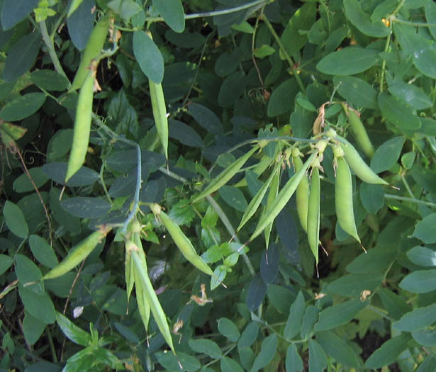 Detailed Picture 6 of Wild Sweet Pea