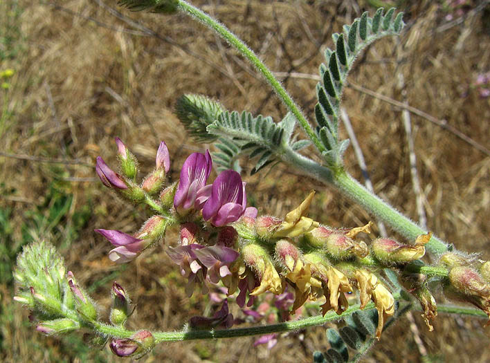 Detailed Picture 3 of Braunton's Rattle-weed