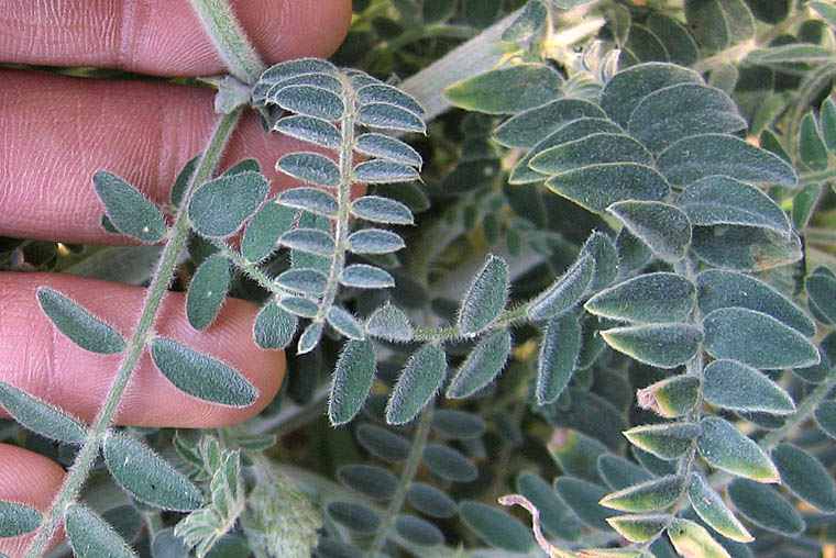 Detailed Picture 4 of Braunton's Rattle-weed
