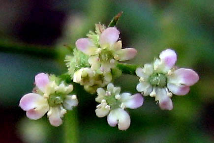 Detailed Picture 2 of Spreading Hedge-parsley