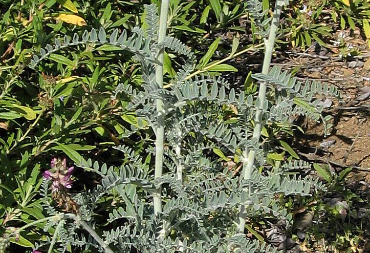 Detailed Picture 5 of Braunton's Rattle-weed