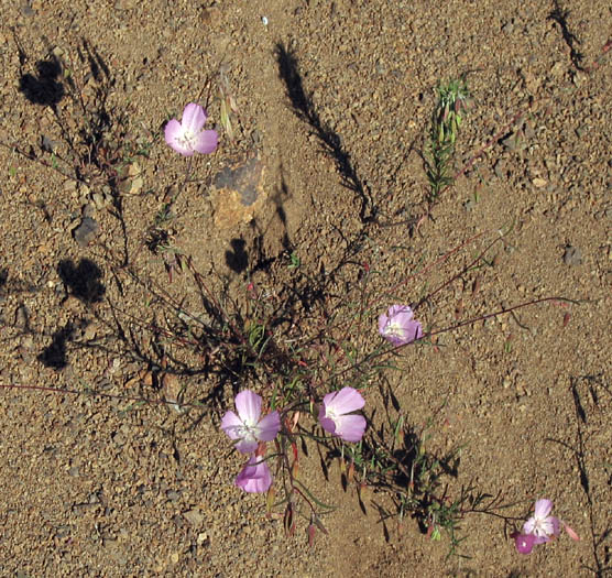 Detailed Picture 6 of Farewell-to-spring
