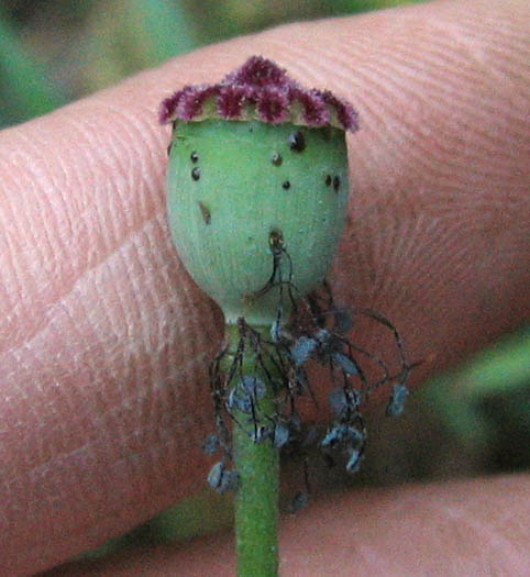 Detailed Picture 4 of Corn Poppy