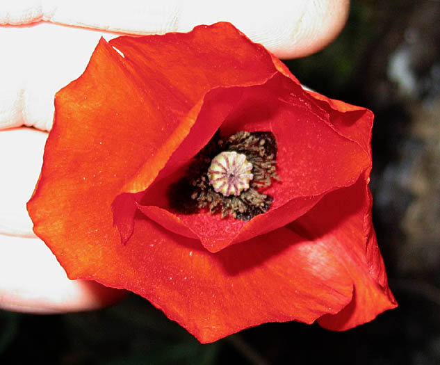 Detailed Picture 1 of Corn Poppy