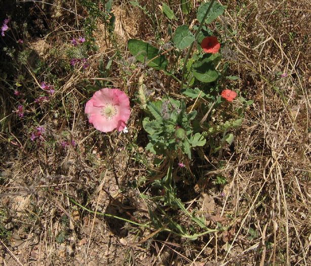 Detailed Picture 5 of Corn Poppy