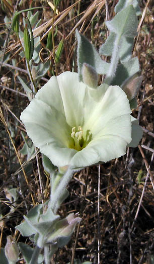 Detailed Picture 3 of South Coast Range Morning-Glory