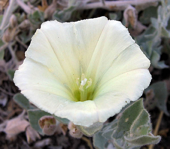 Detailed Picture 1 of South Coast Range Morning-Glory