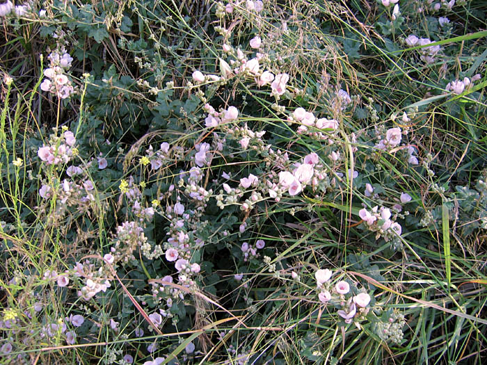 Detailed Picture 4 of Bush Mallow