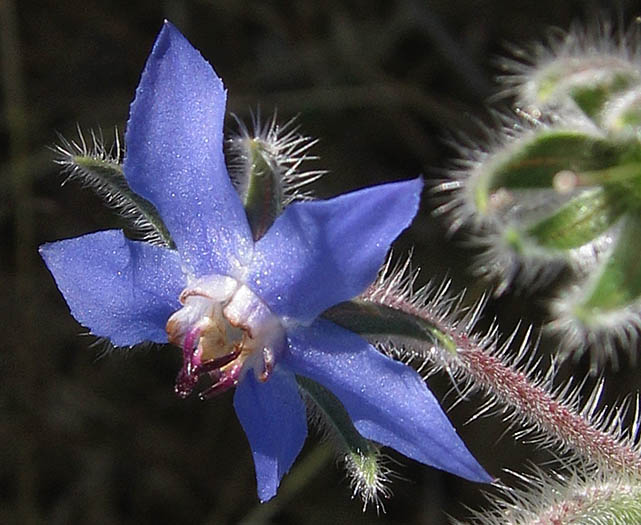 Detailed Picture 2 of Common Borage