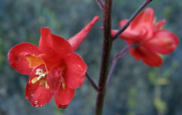 Detailed Picture 2 of Scarlet Larkspur