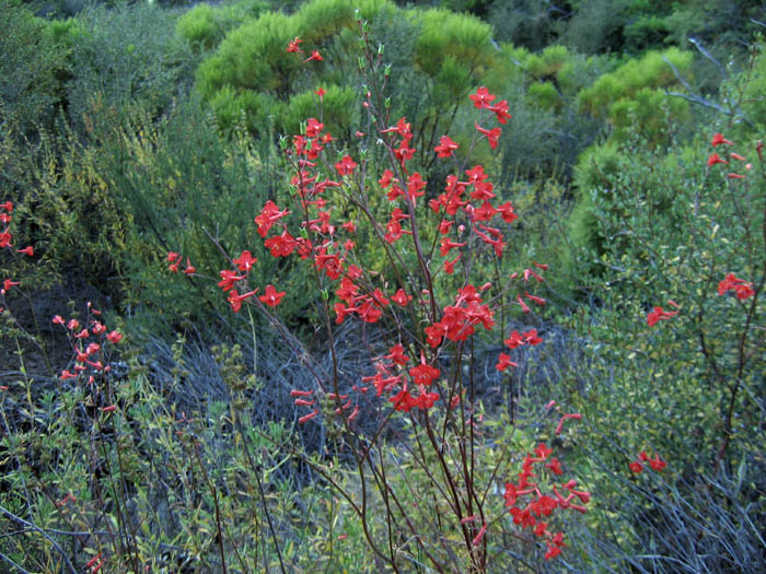 Detailed Picture 6 of Scarlet Larkspur