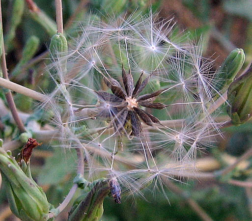 Detailed Picture 9 of Prickly Lettuce