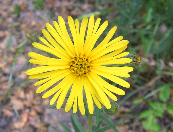 Detailed Picture 1 of Common Madia