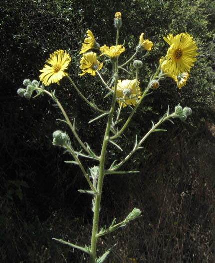 Detailed Picture 3 of Common Madia