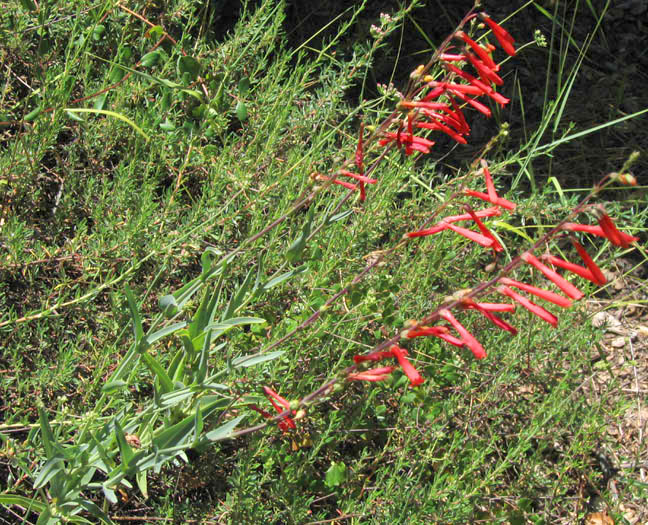 Detailed Picture 5 of Scarlet Bugler